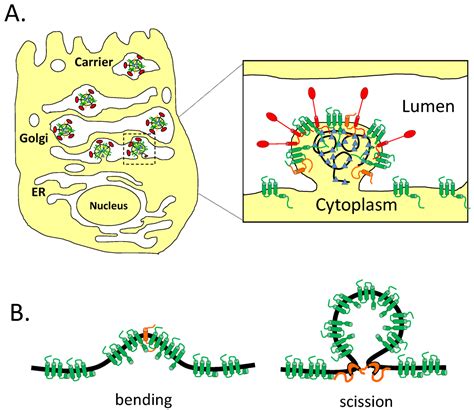 The Coronavirus E Protein: Assembly and Beyond 